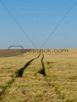 Road in barley