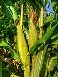 Maturing corn ears