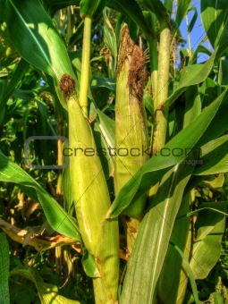 Maturing corn ears