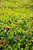 green grass background, low angle view