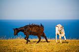 Crimean goats
