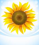 yellow flower of sunflower