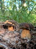 Oak mushrooms