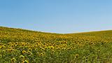 Sunflowers scenery