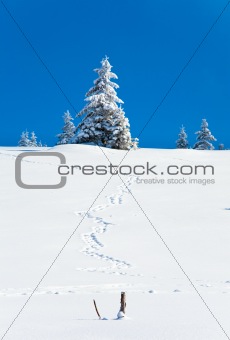 Winter snowy fir trees  and trace on snow