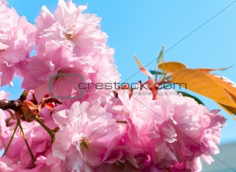Pink  japanese cherry blossom