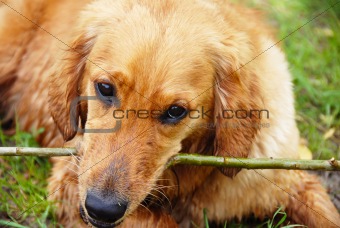 Golden retriever dog portrait with stick