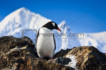 penguin on the rocks
