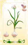 vintage garlic illustration