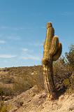 Cactus in a desert landscape.