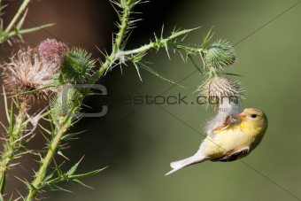 Female Goldfinch hanging from thistle