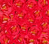 beautiful floral red rose background