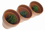 Green Grass in Clay Pots