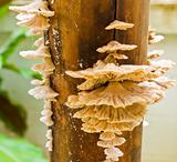 fungi on dry bamboo