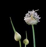 organic herb garlic flowering head and buds