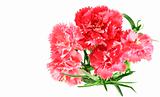  flower posy of pink carnations bouquet with copyspace