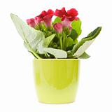 Bright red flowering Sinningia speciosa (Florist's Gloxinia) plant in a light green pot islated on white; 