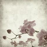 textured old paper background with abundant flowering of pink stripy phalaenopsis orchid