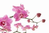 abundant flowering of pink stripy phalaenopsis orchid isolated on white;