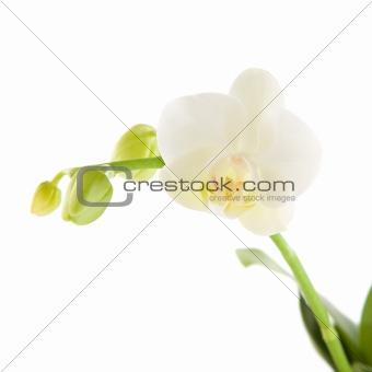white phalaenopsis orchid stem with one open flower; isolated on white; 