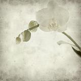 textured old paper background with white phalaenopsis orchid stem with one open flower