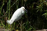 Snowy Egret (egretta thula)