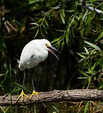 Snowy Egret (egretta thula)
