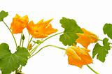 Squash flower and leaves isolated on white