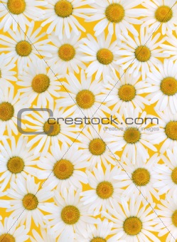 Fresh daisies over yellow background