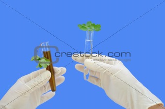 Clean and dirty water samples with fresh and wilted leaves