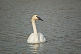 Swimming Trumpeter Swan