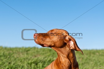 Profile Portrait of a Sunlit Vizsla Dog with Blue Sky