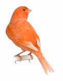 Red canary, Serinus canaria, perched in front of white background