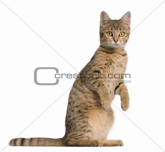 Young Bengal cat, 7 months old, standing in front of white background