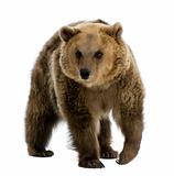 Brown Bear, 8 years old, walking in front of white background