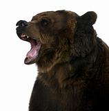 Grizzly bear, 10 years old, growling in front of white background