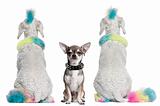 Rear view of colored poodles with mohawks and Chihuahua with piercings sitting in front of white background