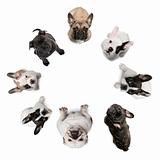 High angle view of Staffordshire Bull Terrier puppies, 2 months old, in front of white background