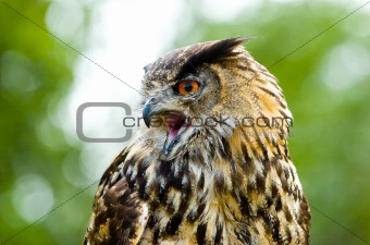 portrait of an owl head