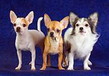 Three Chihuahua