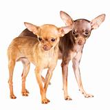 Two Russian toy terrier