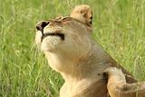 Lioness Scratching