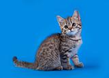 Cat  on blue background
