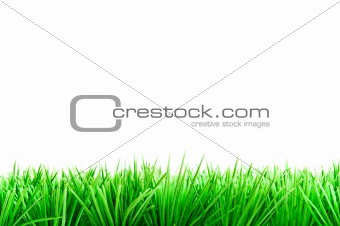 decoration with a green blade of grass and meadow