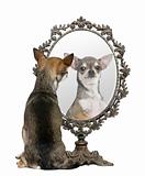 Chihuahua looking in mirror