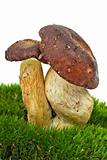 Boletus badius (Xerocomus badius) mushrooms 