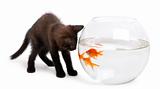 Black kitten looking at Goldfish