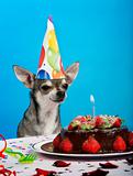 Chihuahua at table wearing birthday hat