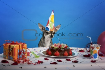 Chihuahua at table wearing birthday hat