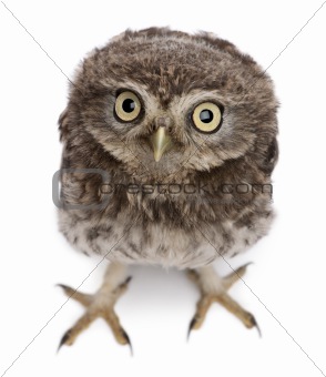 Young owl 